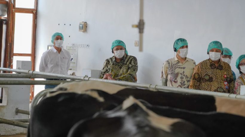 Pasuruan Jadi Daerah Percontohan Kandang Closed Barn, Dorong Produksi Susu Nasional