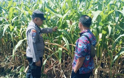 Bhabinkamtibmas Polsek Sukorejo Dorong Petani Jagung Optimalkan Lahan Produktif