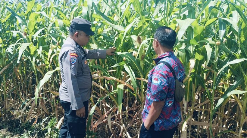 Bhabinkamtibmas Polsek Sukorejo Dorong Petani Jagung Optimalkan Lahan Produktif