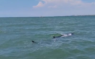 Hiu Tutul Muncul Diperairan Laut Pasuruan