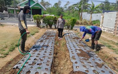 Polsek Nongkojajar Pantau Tanaman Bawang Putih
