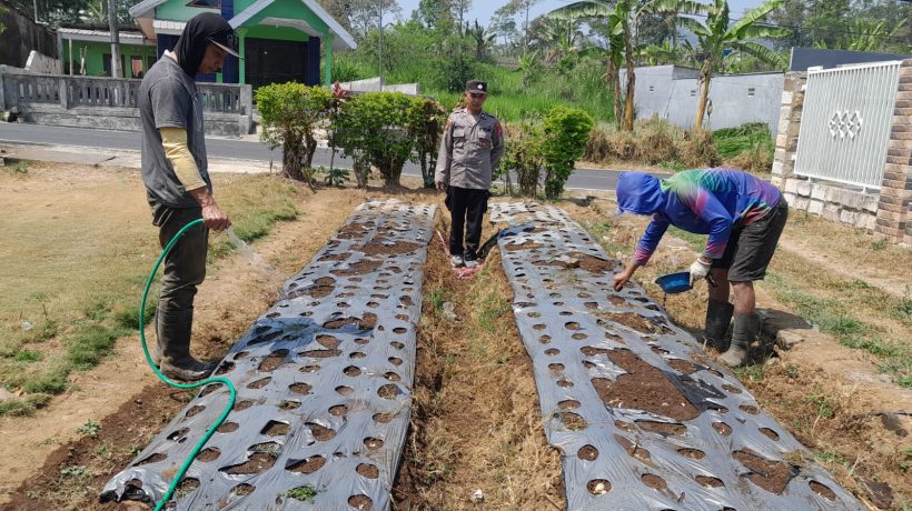 Polsek Nongkojajar Pantau Tanaman Bawang Putih