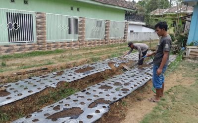 Polsek Nongkojajar Dukung Budidaya Bawang Putih di Tlogosari